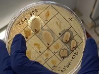 PROXECTO MICROMUNDO 2026